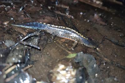 Ichthyosaura alpestris