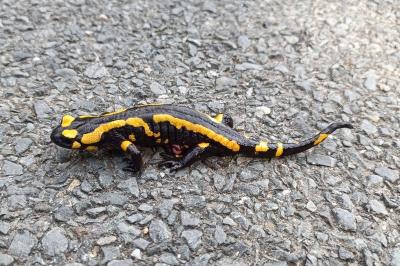 amphibiens1756901155
