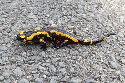 amphibiens1756901364