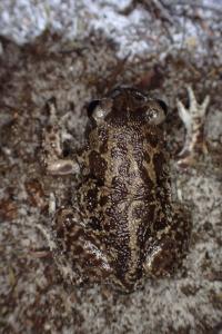 Pelobates cultripes