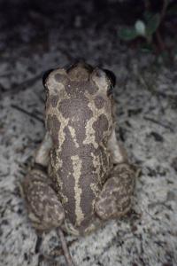 Pelobates cultripes