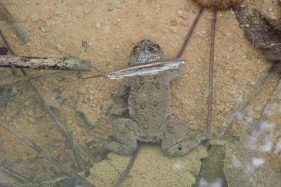 Bombina variegata