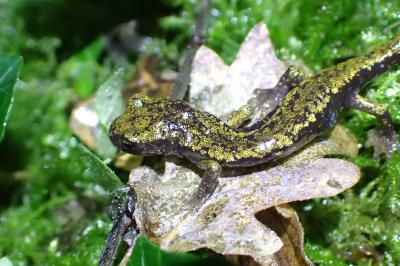 Speleomantes strinatii