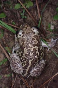 Pelobates cultripes
