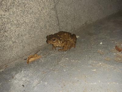 Bufo spinosus