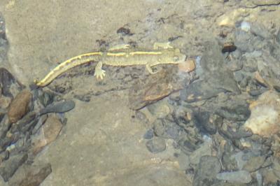 Calotriton asper