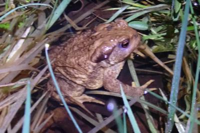 Bufo spinosus