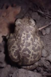Pelobates cultripes