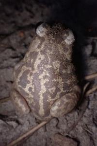 Pelobates cultripes