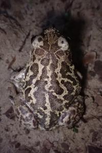 Pelobates cultripes
