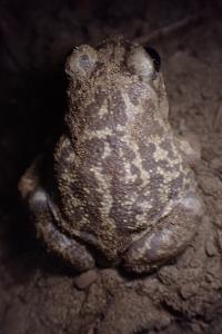 Pelobates cultripes
