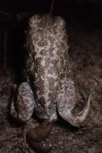 Pelobates cultripes