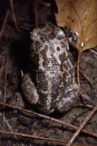 Pelobates cultripes