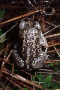 Pelobates cultripes