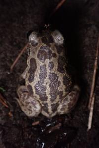 Pelobates cultripes