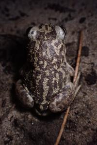 Pelobates cultripes