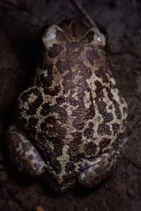 Pelobates cultripes