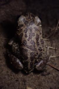 Pelobates cultripes