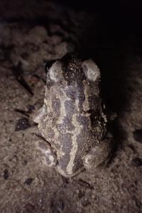 Pelobates cultripes