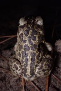 Pelobates cultripes
