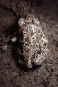 Pelobates cultripes