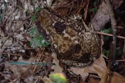 Bufo spinosus