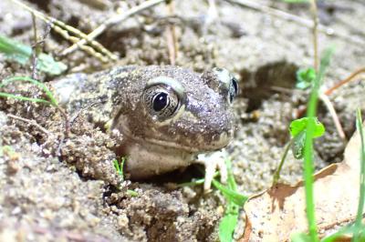 amphibiens1761144403