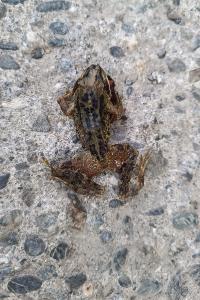 Rana temporaria temporaria