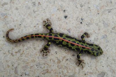 Triturus marmoratus