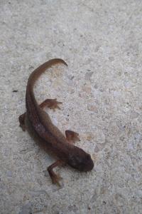 Lissotriton helveticus