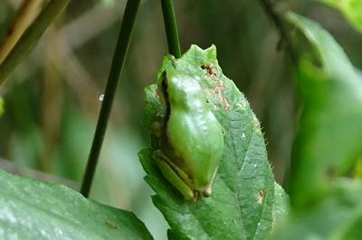 Hyla meridionalis