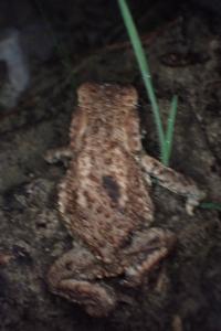 Bufo spinosus