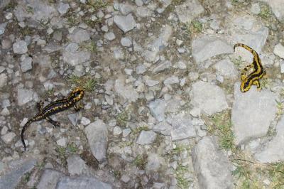 Salamandra salamandra fastuosa