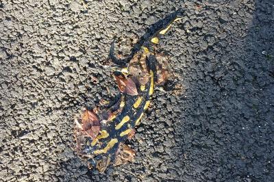 Salamandra salamandra