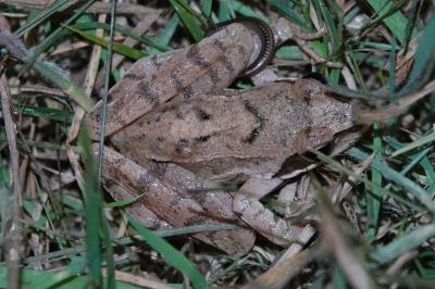 Rana dalmatina