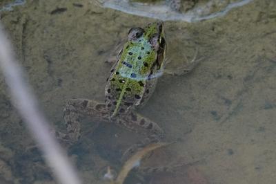 Pelophylax