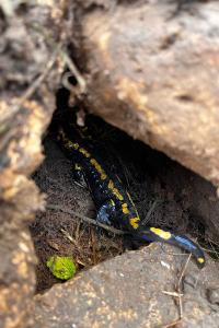 amphibiens1762951942