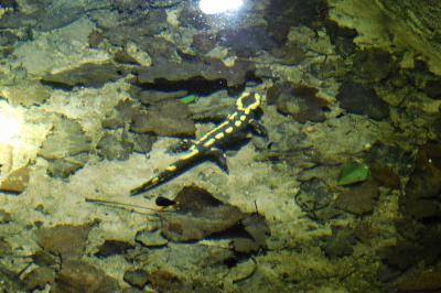 Salamandra salamandra