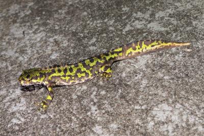 Triturus marmoratus