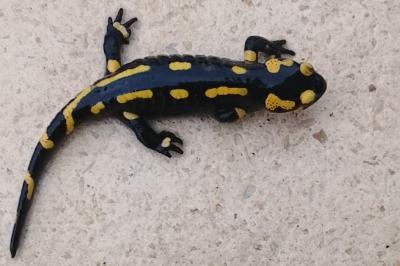 Salamandra salamandra terrestris