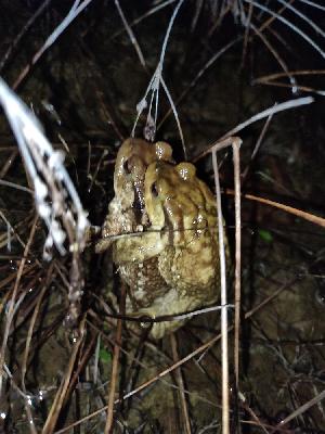 Bufo spinosus