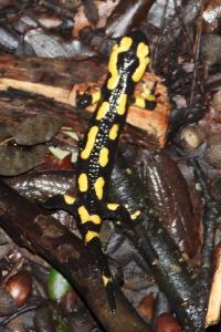 amphibiens1770910089