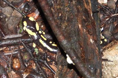 amphibiens1770910133