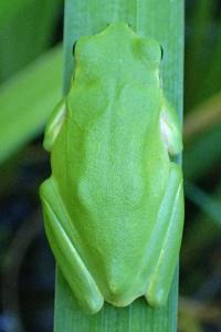 Hyla meridionalis