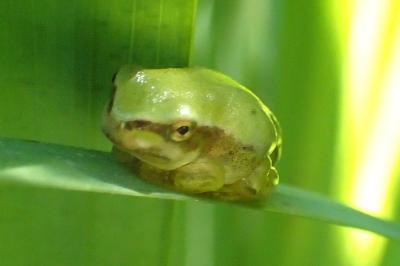 Hyla meridionalis