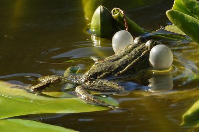 amphibiens1771880620