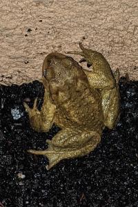 Bufo spinosus