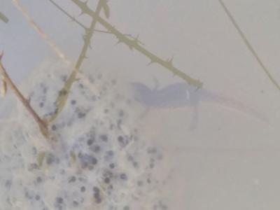 Lissotriton helveticus