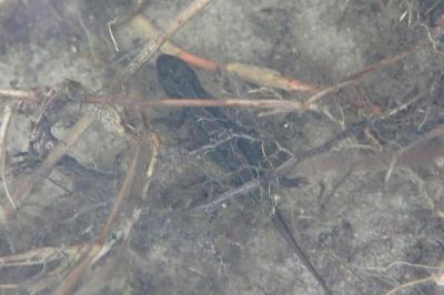 Lissotriton helveticus