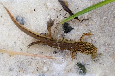 Lissotriton helveticus